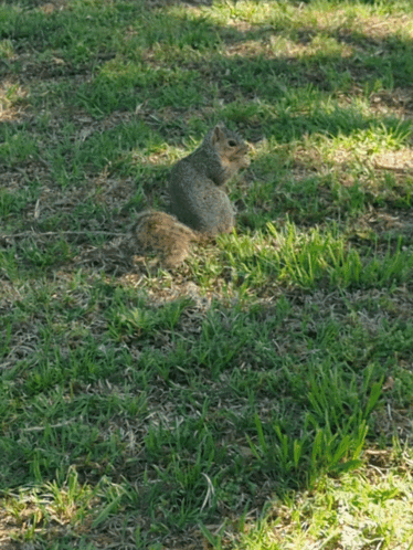 Squirrel Nuts GIF