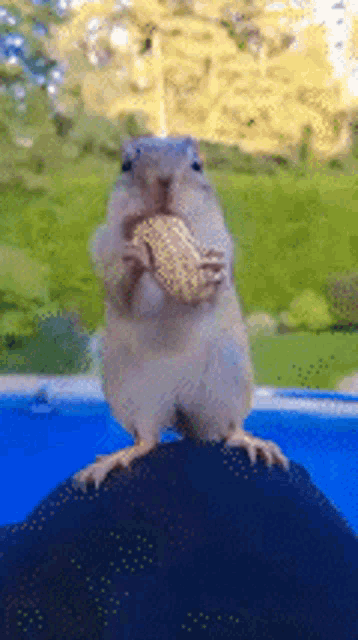 Squirrel Peanut GIF