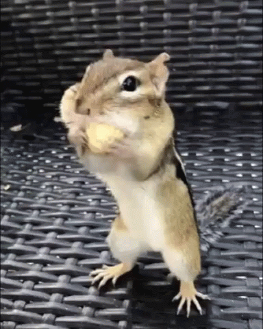 Squirrel Peanuts GIF