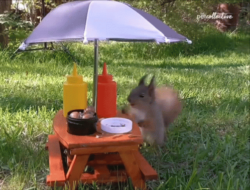 Squirrel Picnic GIF