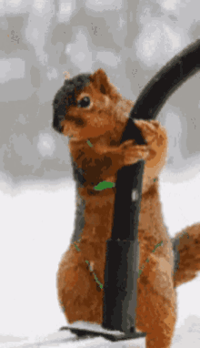 Squirrel Pole Dancing GIF. This 220 x 382 animated GIF is part of our funny squirrel collection. Related themes include squirrel. Created by Chaoskiller…