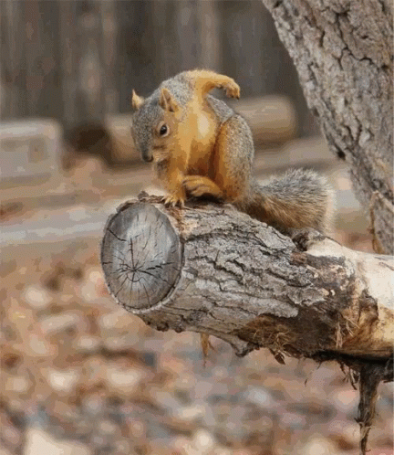 Squirrel GIF. This 432 x 498 animated GIF is part of our funny squirrel collection. Related themes include squirrel. Created by jmgb. View the original…