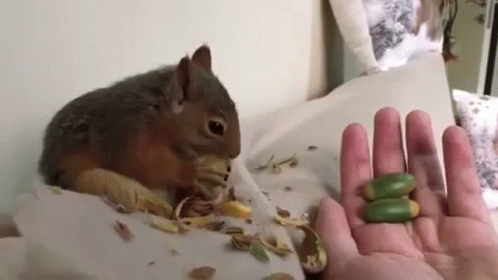 Squirrel GIF