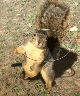 Squirrel Rotating GIF