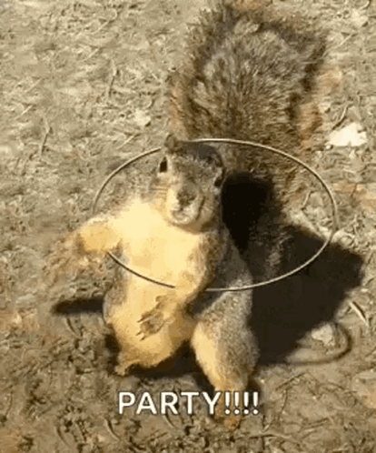 Squirrel Rotating GIF. This 414 x 498 animated GIF is part of our funny squirrel collection. Related themes include party, squirrel. Created by 1061holly…
