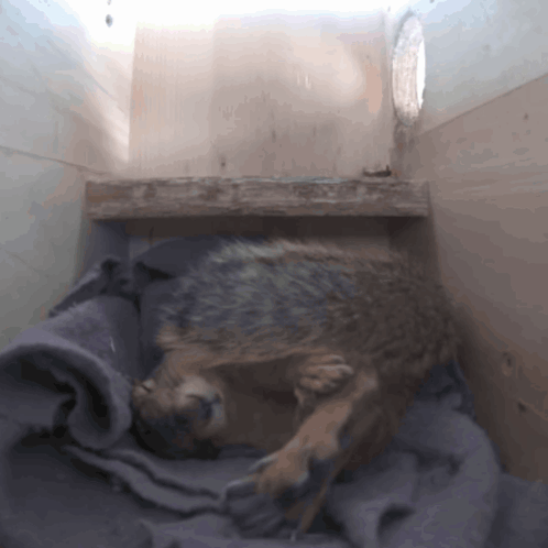 Squirrel Sleeping GIF