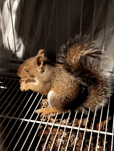 Squirrel Squirrel Eating Nut GIF