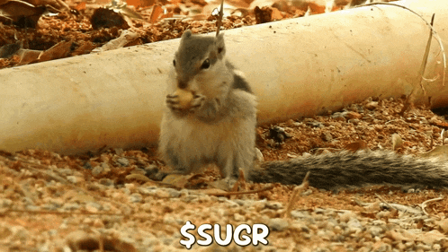 Squirrel Sugr GIF