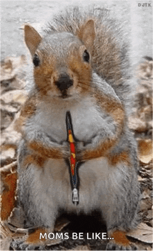 Squirrel Super GIF