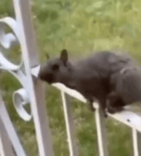 Squirrel What Me GIF. This 451 x 498 animated GIF is part of our funny squirrel collection. Related themes include squirrel. Created by dnnlcc. View the…