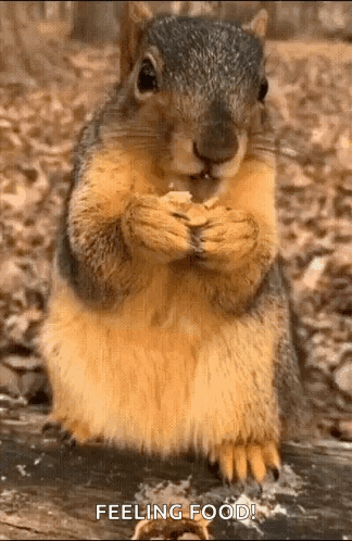 Squirrel Yummy GIF