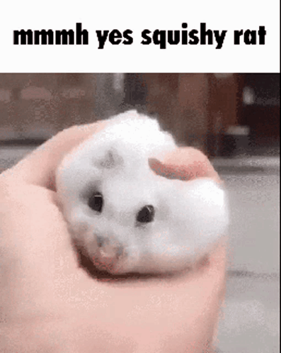 Squishy GIF
