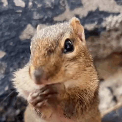 Squishy Squishy The Squirrel GIF
