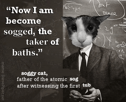 Ssoggycat Shark Meme