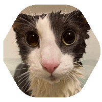 Ssoggycat Shark Sticker