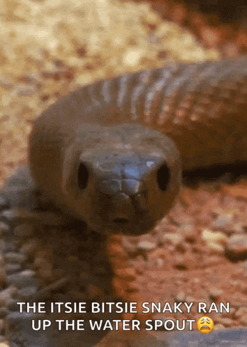 Sssnake Superlative GIF