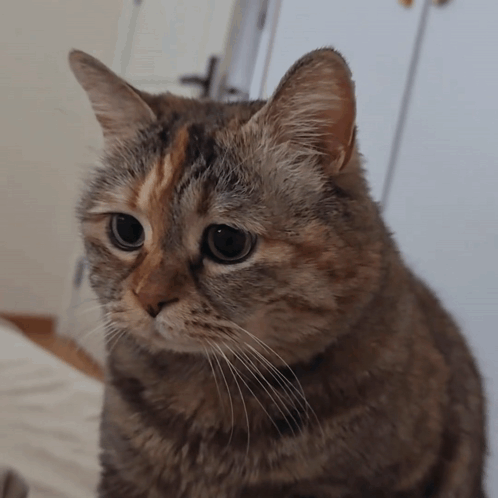 Stan Twitter Kitty GIF