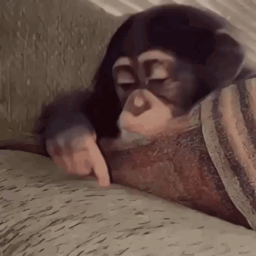 Stan Twitter Monkey GIF