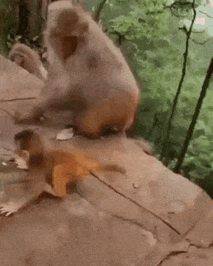 Stan Twitter Monkey Meme GIF