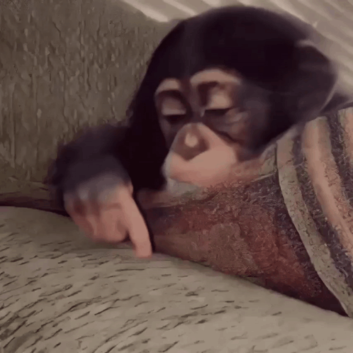 Stan Twitter Monkey GIF