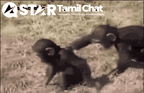 Star Tamil Chat Sanjay Chat GIF
