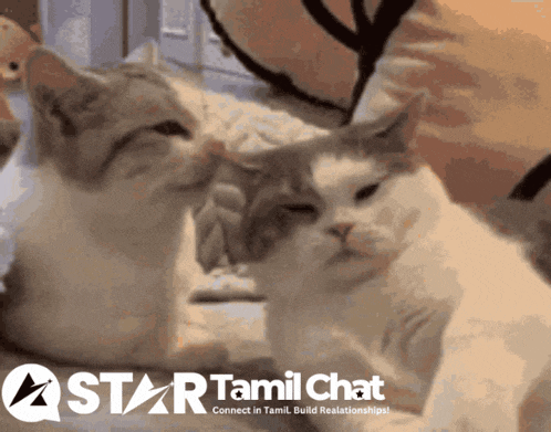 Star Tamil Chat Sanjay Chat GIF