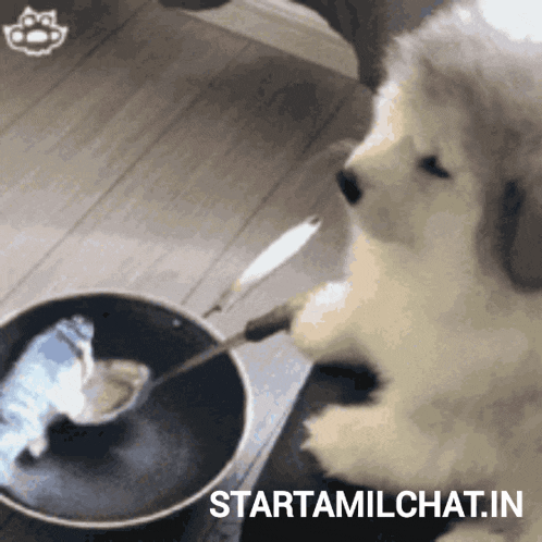Star Tamil Chat Startamilchat GIF