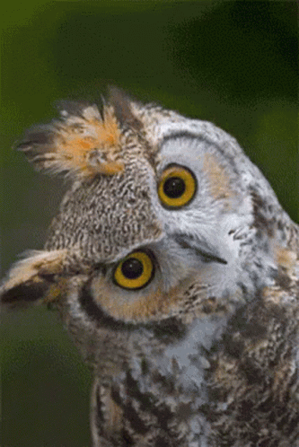 Stare Owl GIF
