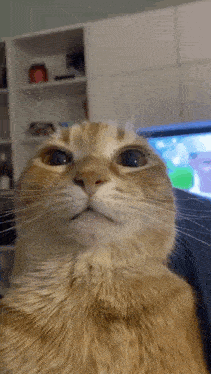Stare GIF