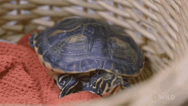 Staring A Turtle With Shell Rot GIF