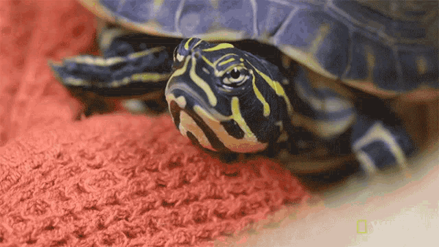 Staring A Turtle With Shell Rot GIF