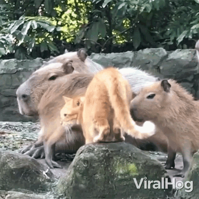 Staring Cat GIF