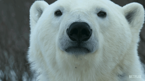 Staring Polar Bear GIF