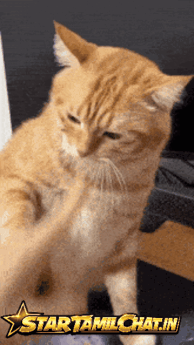 Startamilchat Sanjay Chat GIF