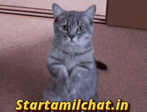 Startamilchat Sanjay Chat GIF