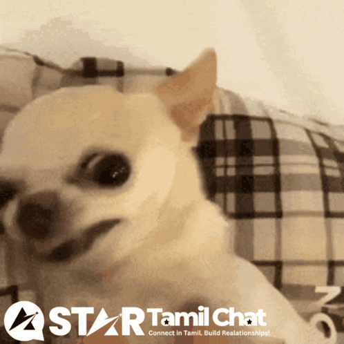 Startamilchat Sanjay Chat GIF