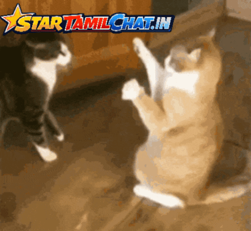 Startamilchat Sanjay Chat GIF