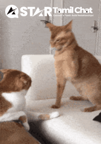 Startamilchat Sanjay Chat GIF
