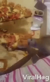 Steal A Slice Hungry GIF. This 202 x 330 animated GIF is part of our pizza rat collection. Related themes include hungry, pizza, rat. Created by ViralHog…