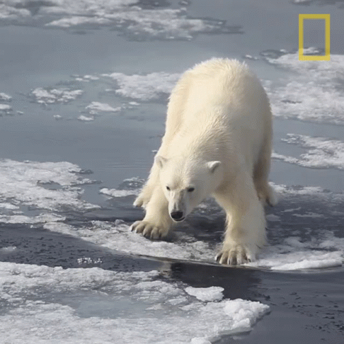 Step Back Nat Geo Wild GIF