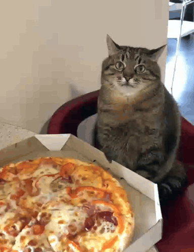 Stepan Stepan Cat GIF