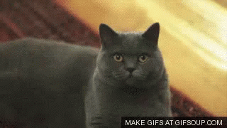 Stern Cat GIF