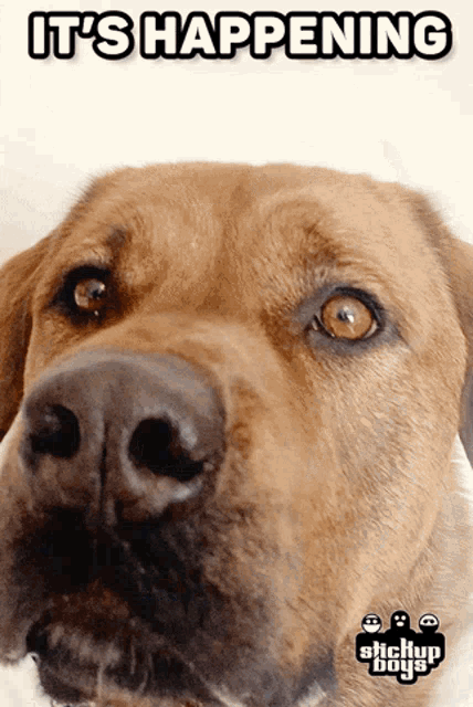 Stickupboys Dog GIF