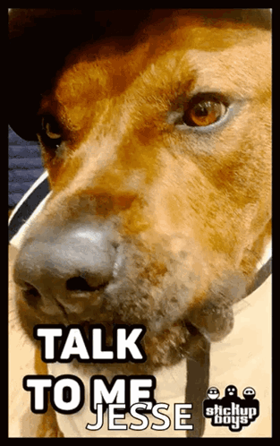 Stickupboys Dog GIF