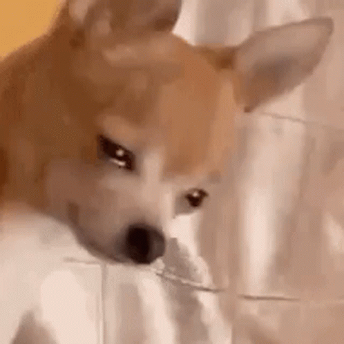Stillesque GIF