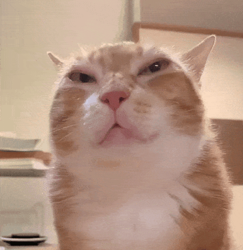 Stink Eye Cat GIF. This 484 x 498 animated GIF is part of our stink eye collection. Related themes include cat. Created by blaxk001. View the original…
