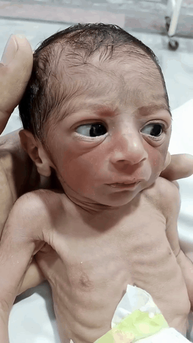 Stleed Baby GIF