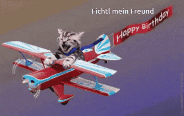 Stollibella GIF