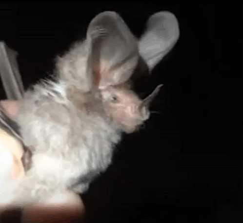 Strange Bats Leaf Nosed Bat GIF