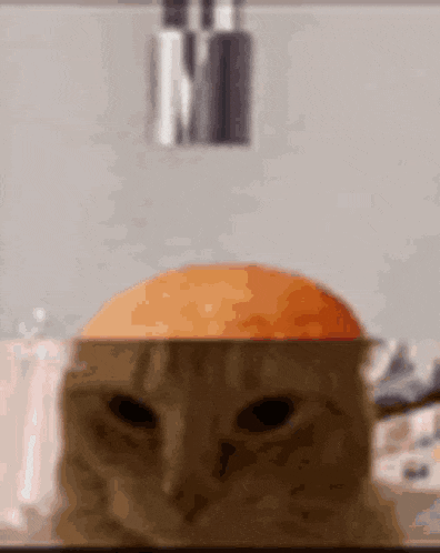 Strawberry Cat Domgcat Donkeycat Free Robux Vbucks GIF